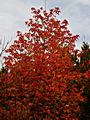 Liquidambar styraciflua IMG_1431 Ambrowiec amerykański